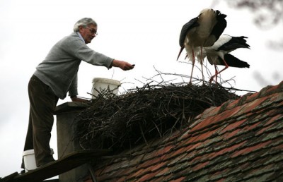The Incredible Love Story Of Two Storks Malena And Klepetan