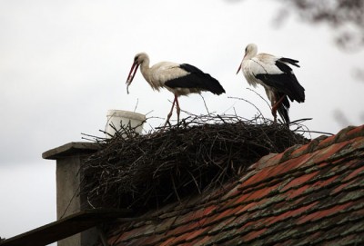 The Incredible Love Story Of Two Storks Malena And Klepetan