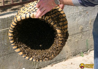 My new Neighbors - a Swarm of Bees