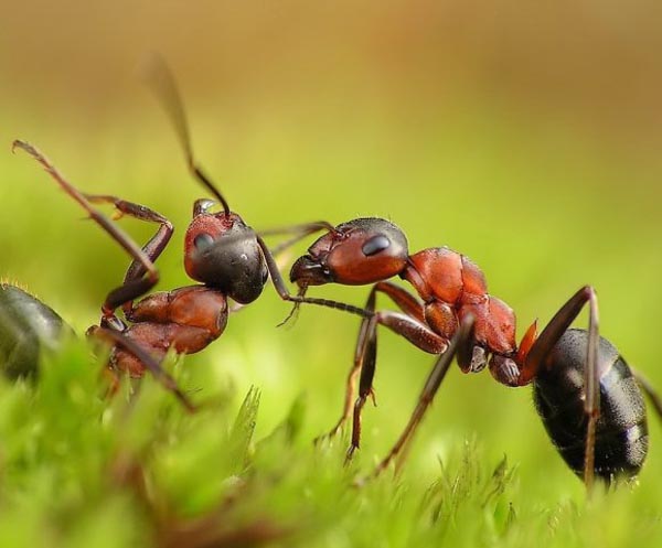 Stunning Macro Photos of Ants