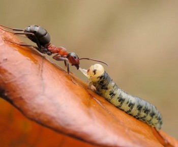 Stunning Macro Photos of Ants