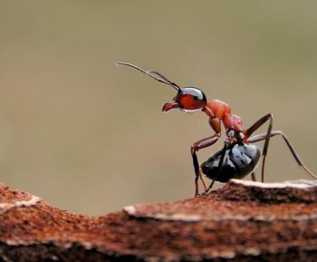 Stunning Macro Photos of Ants