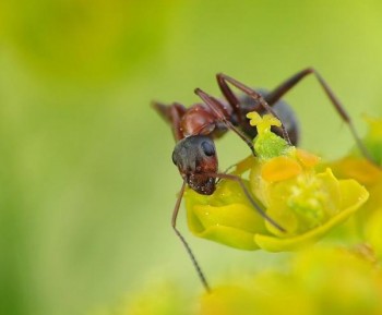 Stunning Macro Photos of Ants