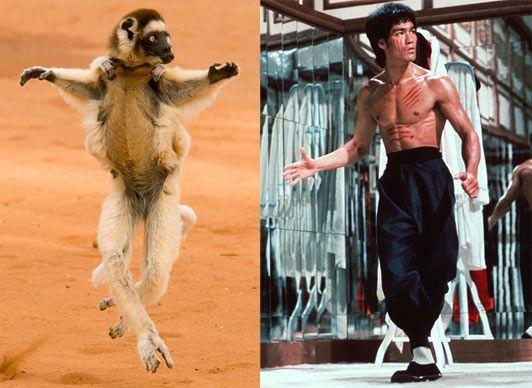 Kung Fu lemurs
