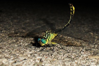 Insects Photos by Josip Cutunic