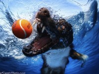 Funny Photos of Underwater Dogs