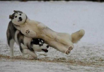 Hilarious photos of Puppies