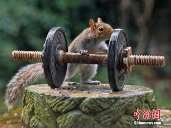 Squirrel Bodybuilder
