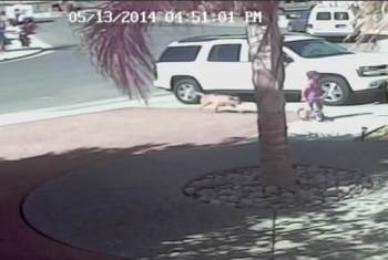 Brave Cat Saves Young Boy from Dog Attack