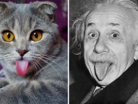 Cat looks like Albert Einstein